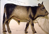 Ox, Terracotta, Italian, Naples