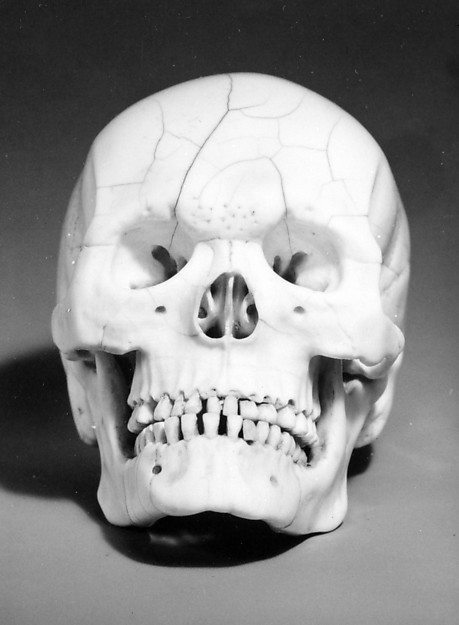 Skull, 17th century
