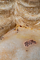 Study 1 of the color scheme of the so-called Treu Head, Vinzenz Brinkmann, Marble stucco on plaster cast after 3D scan, natural pigments in egg tempera