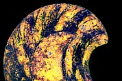Original: Long feathers on the tip of the front wing in false colors. iDStretch Image Reconstruction of a marble finial in the form of a sphinx, Vinzenz Brinkmann, Cast from polymethyl metacrylate, natural pigments in egg tempera, gold foil, and copper