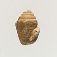 Terracotta shell, Clay, Minoan