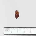 Seal, Carnelian agate, Minoan, Crete