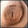 Terracotta oil lamp, Terracotta, Roman, Cypriot