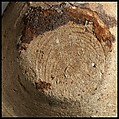 Terracotta saucer-shaped lamp, Terracotta, Cypriot