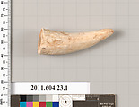 Bone or ivory fragment, Bone