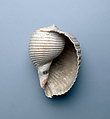 Shell, Shell
