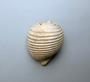 Shell, Shell
