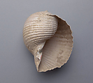 Shell, Shell