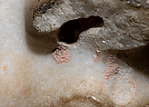 Study 1 of the color scheme of the so-called Treu Head, Vinzenz Brinkmann, Marble stucco on plaster cast after 3D scan, natural pigments in egg tempera
