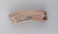 Tooth of an ox, Bone, Cypriot