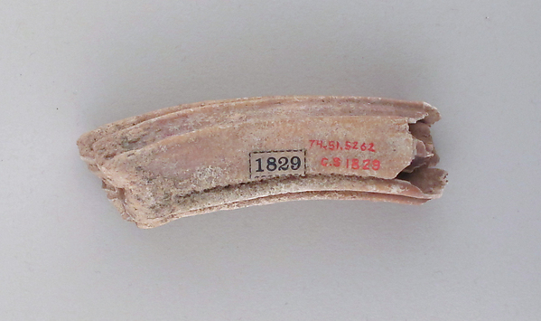Tooth of an ox by an unrecorded maker, The Metropolitan Museum of Art