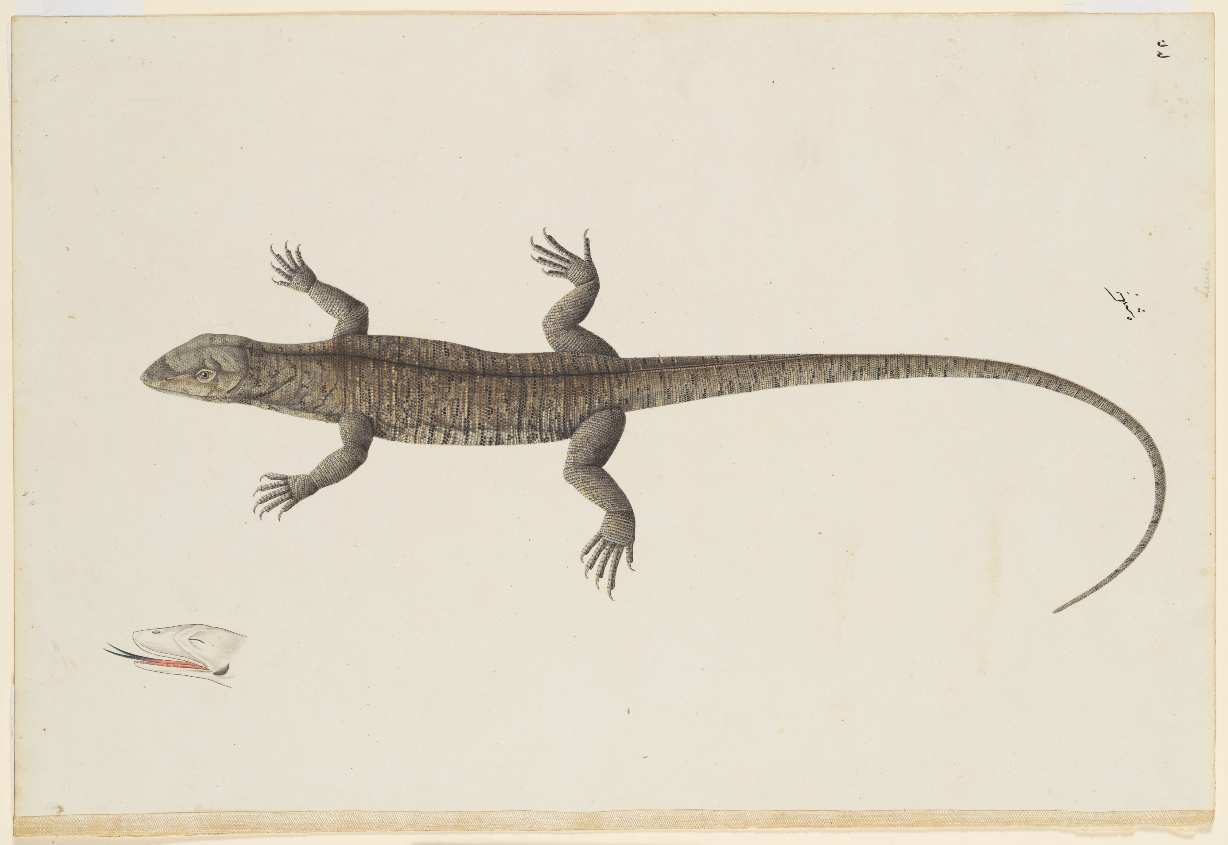 images of lizard