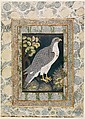 Royal Hunting Falcon (Baz), "Bodleian painter", Ink, opaque watercolor, and gold on paper