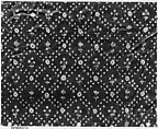 Textile Fragment, Cotton; printed