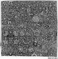Blue-ground Carpet Fragment with Scrolling Floral Vines, Cotton (warp), wool (weft and pile); asymmetrically knotted pile