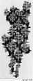 Textile Fragment, Wool; tapestry weave