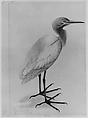 A Heron, Water-color on paper