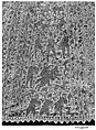 Panel from a Mantle or Apron, Cotton, tasar silk; plain weave, embroidered