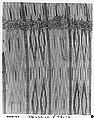Tiraz Fragment from an Ikat Shawl, Cotton, ink, gold; plain weave, resist-dyed (ikat), painted