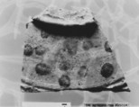 Ceramic Fragment, Earthenware; glazed