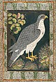Royal Hunting Falcon (Baz), Atrributed to a follower of the "Bodleian painter", Ink, opaque watercolor, and gold on paper