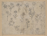 Flower Studies, Ink on paper