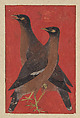 A Pair of Mynas, Opaque color on paper