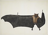 Great Indian Fruit Bat, Painting attributed to Bhawani Das (Indian) or a follower, Pencil, ink, and opaque watercolor on paper