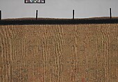 Carpet, Wool (warp, weft and pile); asymmetrically knotted pile