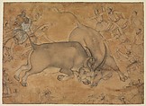 Buffaloes in Combat, Attributed to Miskin (active ca. 1570–1604), Ink, watercolor, and gold on paper