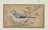 Study of a Bird, Painting by Riza-yi 'Abbasi (Iranian, ca. 1565–d. 1635), Ink, opaque watercolor, gold, and silver on paper
