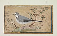 Study of a Bird, Painting by Riza-yi 'Abbasi (Iranian, ca. 1565–d. 1635), Ink, opaque watercolor, gold, and silver on paper