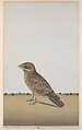 A Common Indian Nightjar (Caprimulgus asiaticus), Opaque watercolor on paper