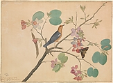 An Orange-Headed Ground Thrush and a Death's-Head Moth on a Purple Ebony Orchid Branch, Shaikh Zain al–Din  Indian, Opaque watercolor and ink on paper