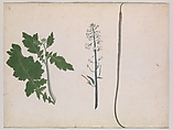 A Radish Plant, Seed, and Flower, Ink and opaque watercolor on paper