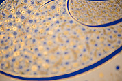 Tughra (Insignia) of Sultan Süleiman the Magnificent (r. 1520–66), Ink, opaque watercolor, and gold on paper