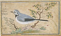 Study of a Bird, Painting by Riza-yi &#39;Abbasi (Iranian, ca. 1565–d. 1635), Ink, opaque watercolor, gold, and silver on paper