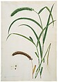 Foxtail Millet (Panicum italicum), Opaque watercolor with graphite underdrawing