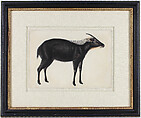 A Chinese Serow (Capricornis milneedwardsi argyrochaetes), Ink and watercolor on paper