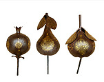 Three Qajar Gold-Damascened Steel Fruits, Steel; damascened with gold