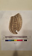 Stucco Fragment, Gypsum carved