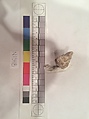 Stucco Fragment, Stucco (mortar); carved, painted