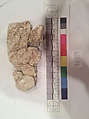 Stucco Fragment, Stucco (mortar); carved, painted