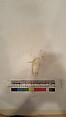 Stucco Fragment, Stucco (mortar); carved, painted