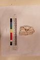 Stucco Fragment, Stucco (mortar); carved, painted
