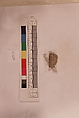 Stucco Fragment, Stucco; carved, painted