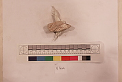Stucco Fragment, Stucco; carved