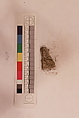 Stucco Fragment, Stucco; carved, painted