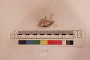 Stucco Fragment, Stucco; carved, painted