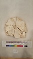 Stucco Fragment, Stucco; carved, painted